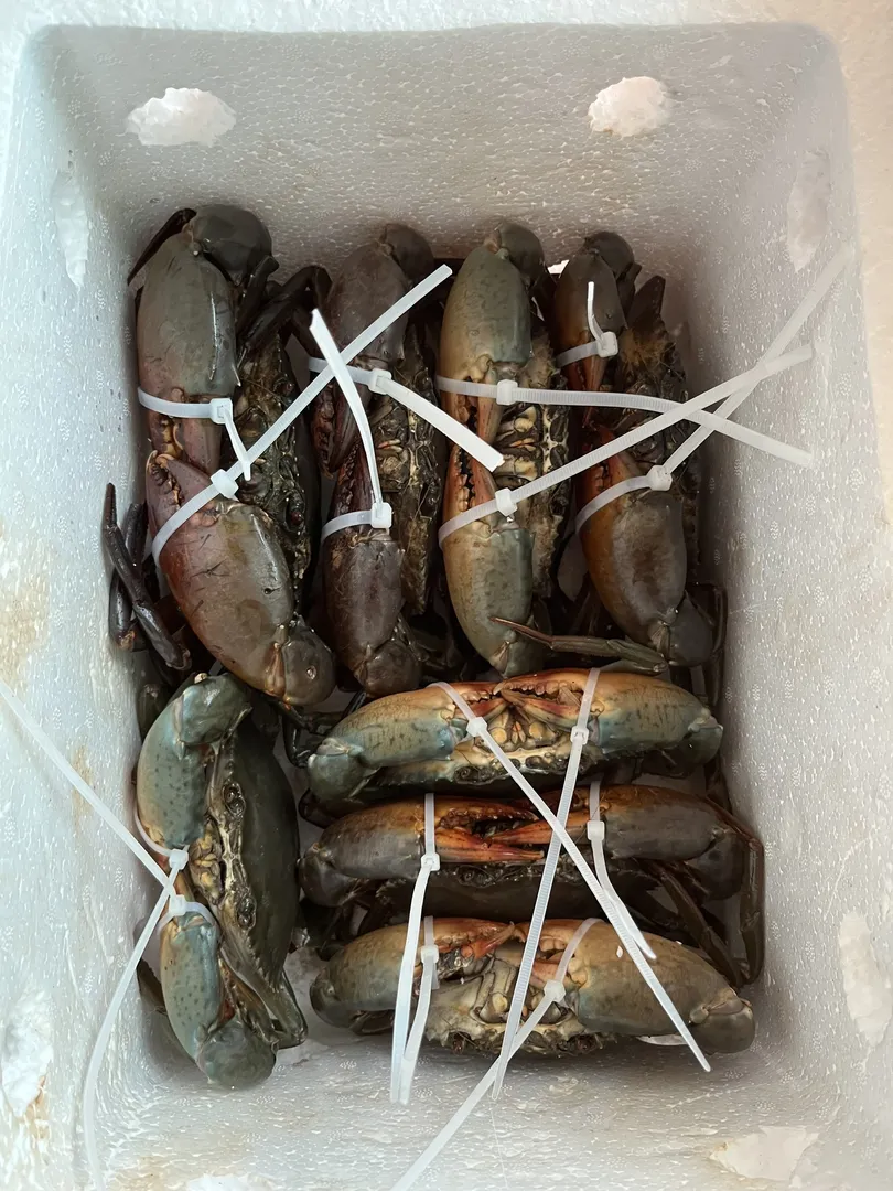 Cua Cà Mau tươi sống được chụp trong khay chuẩn bị xuất khẩu, phía sau là bản đồ thế giới với các đường bay thể hiện tuyến xuất khẩu đi quốc tế