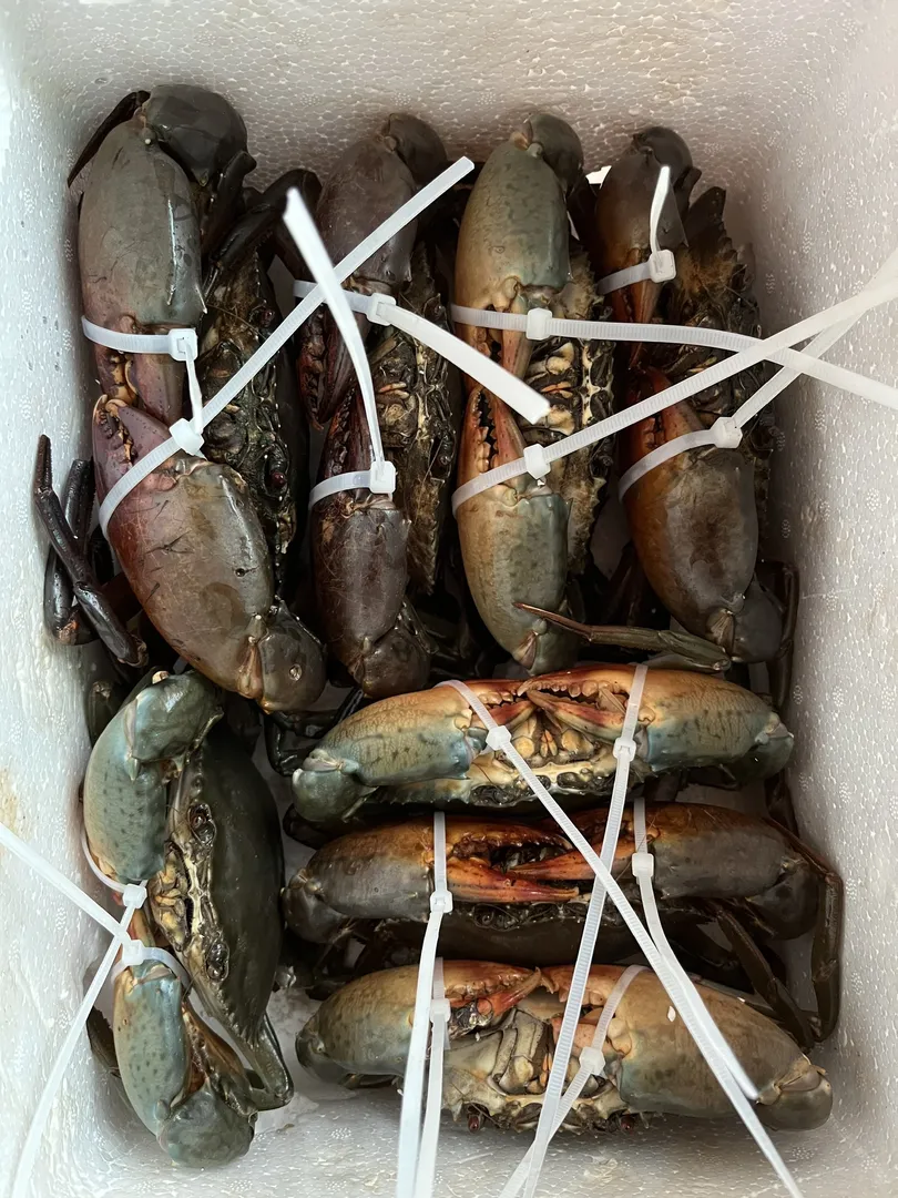 Những con cua Cà Mau tươi sống, chắc khỏe đang được công nhân cẩn thận đóng gói vào thùng xốp để chuẩn bị cho quá trình vận chuyển đi quốc tế