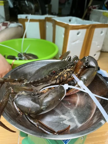 Cách Chọn Cua Ngon Bổ Rẽ