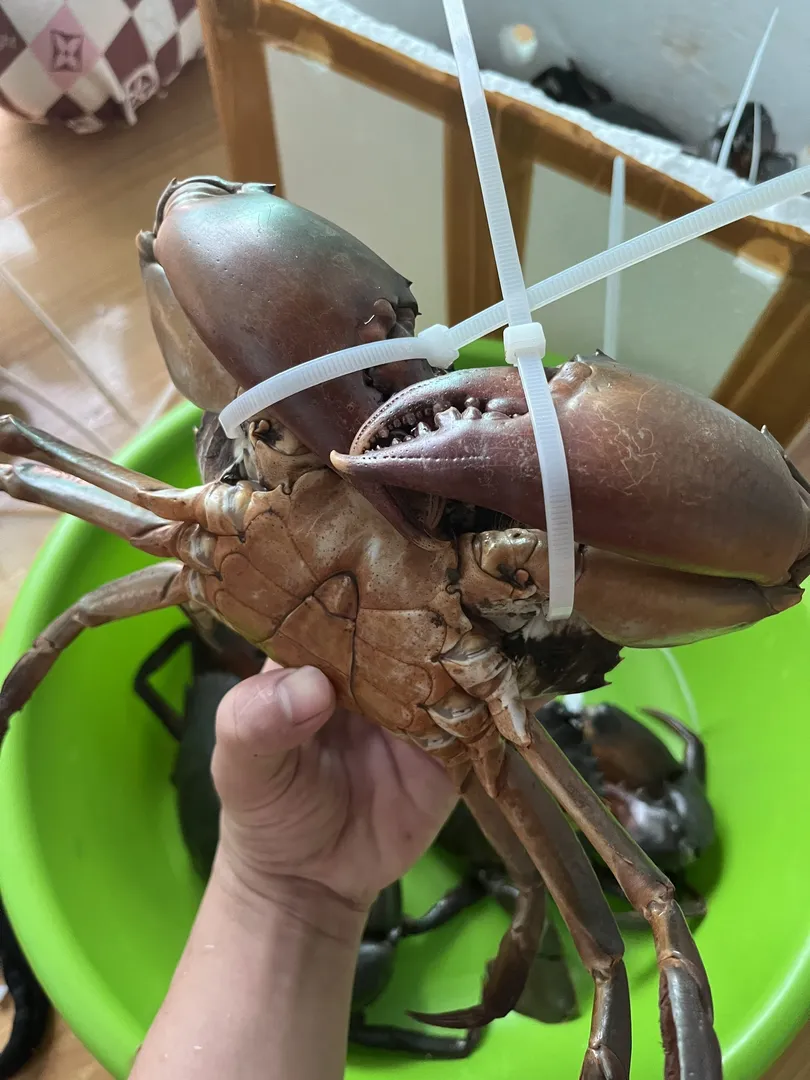 Cua Y Nhất (Hàng Khủng) - 2