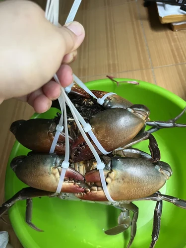 Cua Y Nhất (Hàng Khủng)