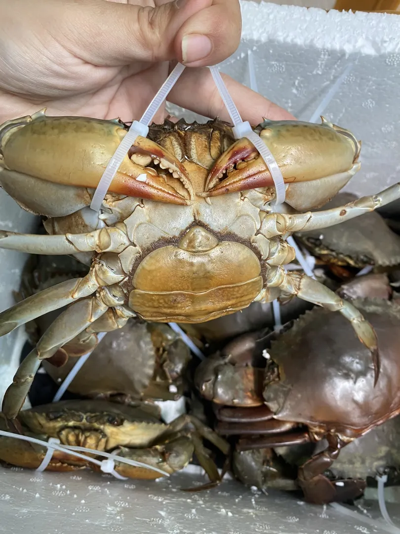 Cua Gạch Cà Mau (Gạch Son) - 1