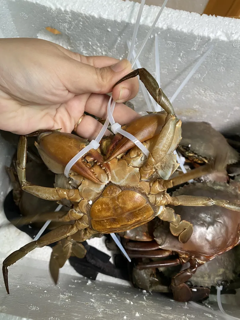 Cua Gạch Cà Mau (Gạch Son) - 2