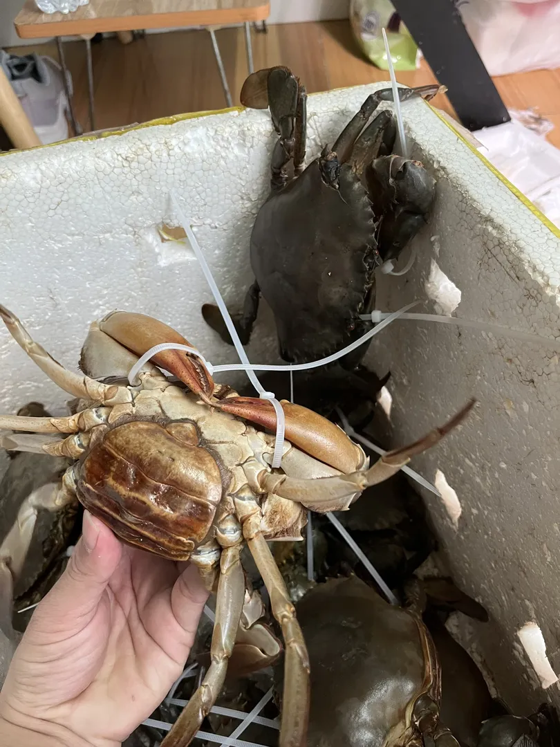 Cua Yếm Vuông (Cua Trinh Nữ)