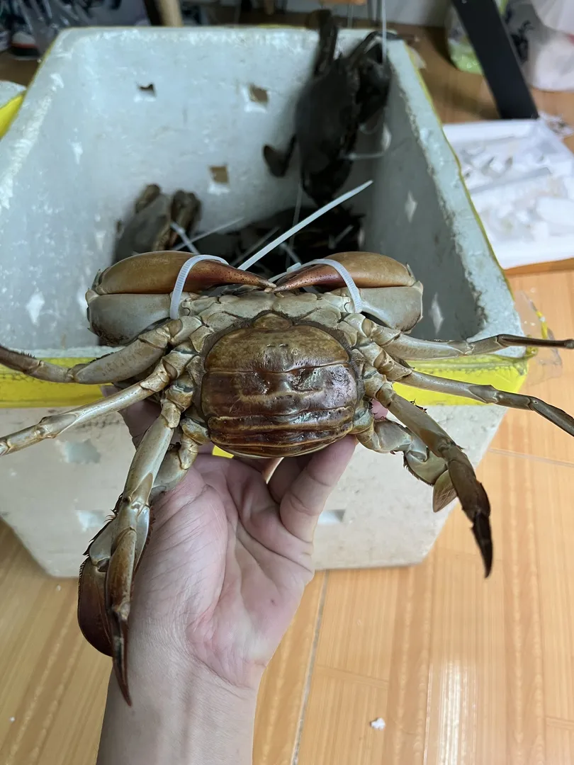 Cua Yếm Vuông (Cua Trinh Nữ) - 2