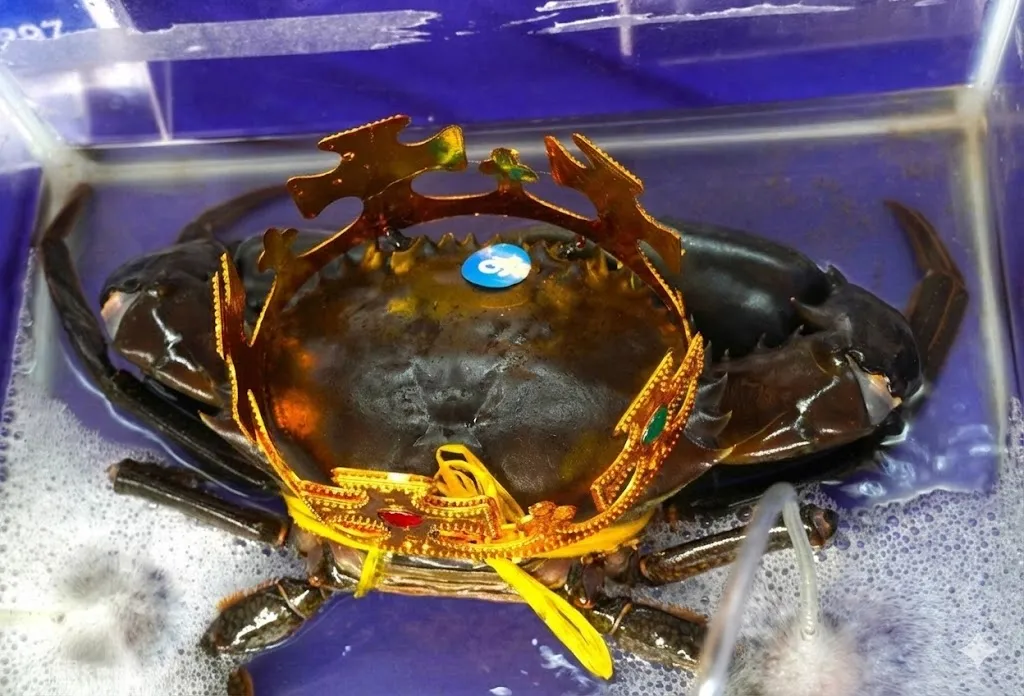 Cua Cà Mau kỷ lục nặng hơn 1,8kg