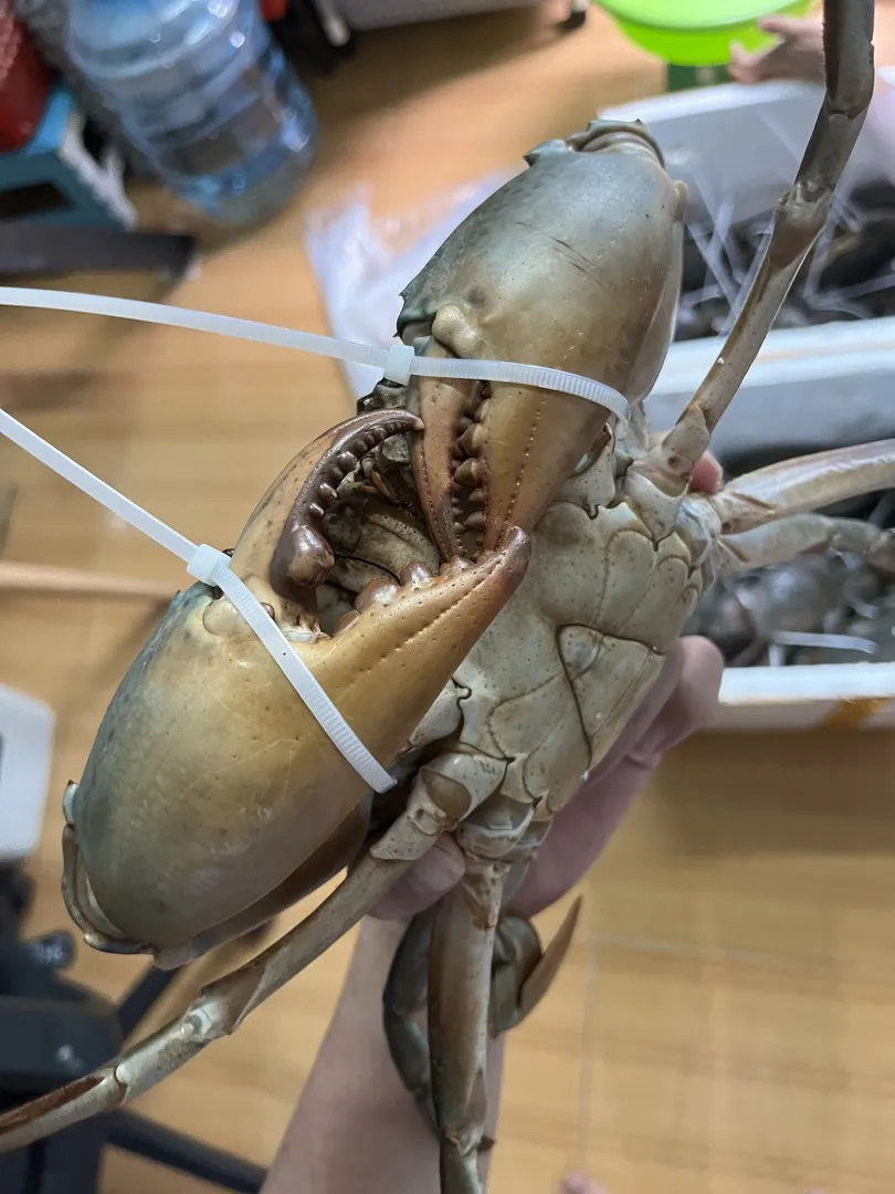 Cua Thịt Y (Size Lớn)