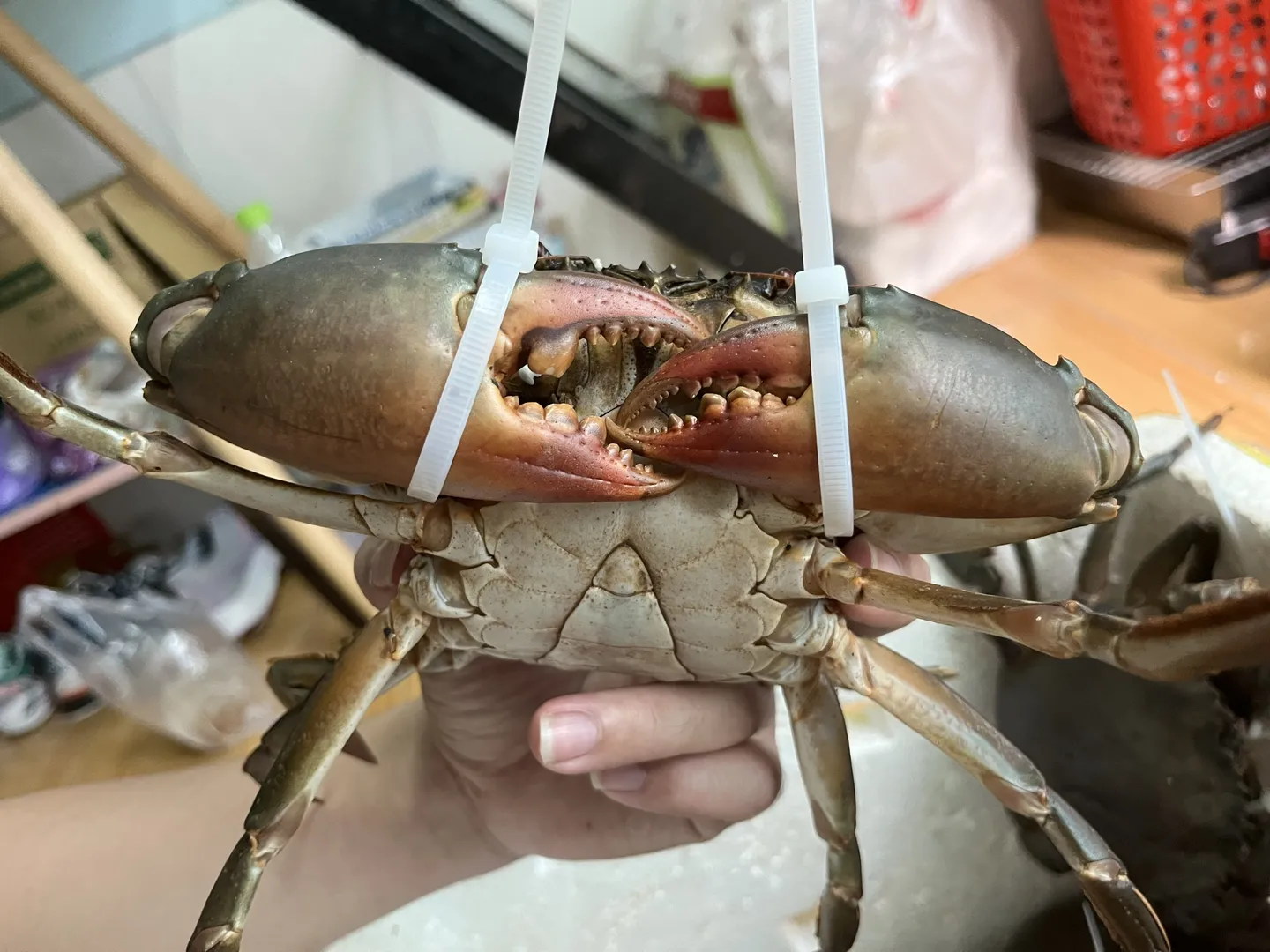 Cua Thịt Y (Size Lớn) - 2