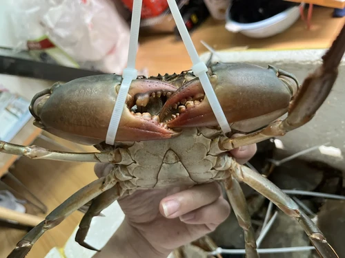 Cua Thịt Cà Mau: Đặc Điểm & Cách Chọn Cua Chắc Thịt