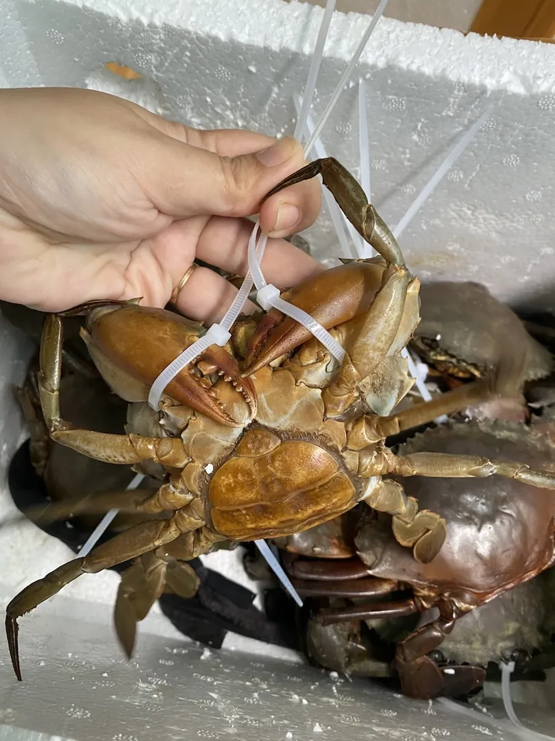 Cua Gạch Son Cà Mau