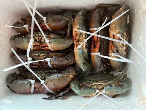 Crab Sizes Explained: From Y3 to Y7