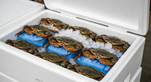 Cua Cà Mau Sống Bằng Phi Cơ Sang Nhật Bản Trở Thành Món Ăn Xa Xỉ