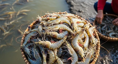 Bảng Giá Tôm Sú Và Tôm Thẻ Sỉ Tại Ao Khu Vực Bạc Liêu, Sóc Trăng Hôm Nay