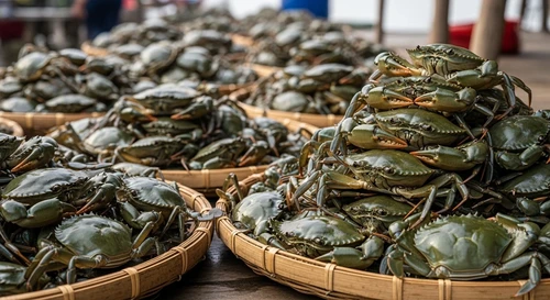 Heavy Rains in Ca Mau Trigger Massive Crab Harvests