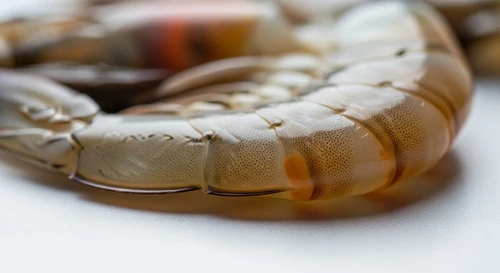 Why Does Your Body Break Out in Hives When Eating Shrimp Shells But Not the Meat?