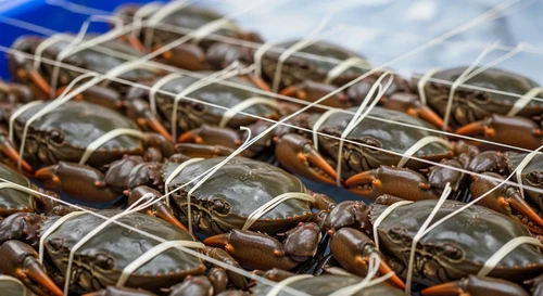 Cuộc Chiến 'Dây 0 Trọng Lượng': Ai Mới Là Người Đi Tiên Phong Thật Sự?