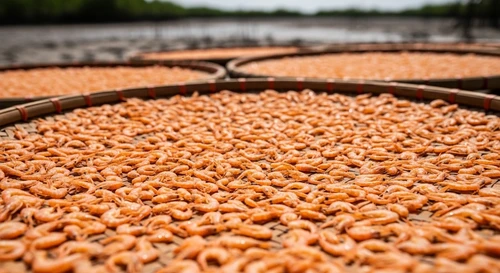 Live Earth Shrimp Prices in Ca Mau for Dried Shrimp Hit an All-Time High