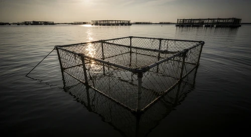 Cage-Farmed Ornate Rock Lobster Prices Crash Miserably in 2026: What's the Cause?