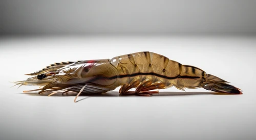 Is the Dark Vein Underneath a Prawn's Belly Toxic?