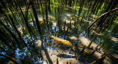 Tôm Sú Sinh Thái Rừng Ngập Mặn Lên Ngôi Đầu Năm 2026