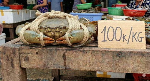 Biến căng: Cua Cà Mau fake bị bóc phốt trên TikTok