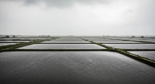 White Spot Syndrome Virus (WSSV) Threatens Shrimp Farms This Monsoon