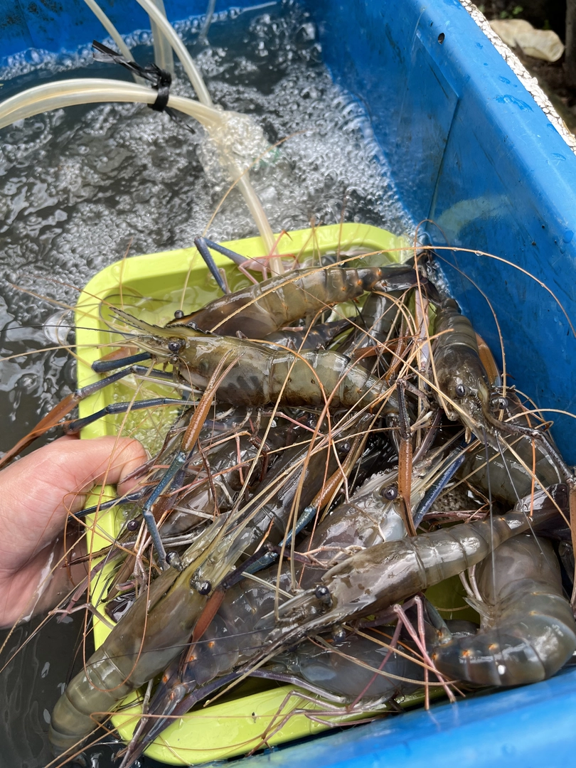 Tôm Càng Xanh (Loại 1) - 2