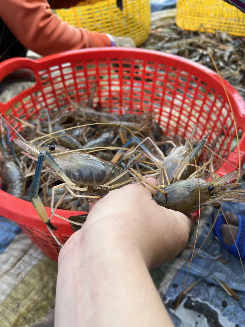 Chế biến đa dạng