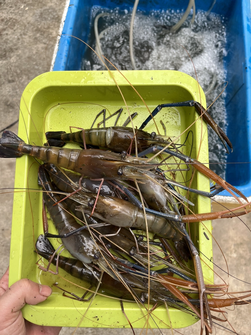 Càng dài thịt chắc