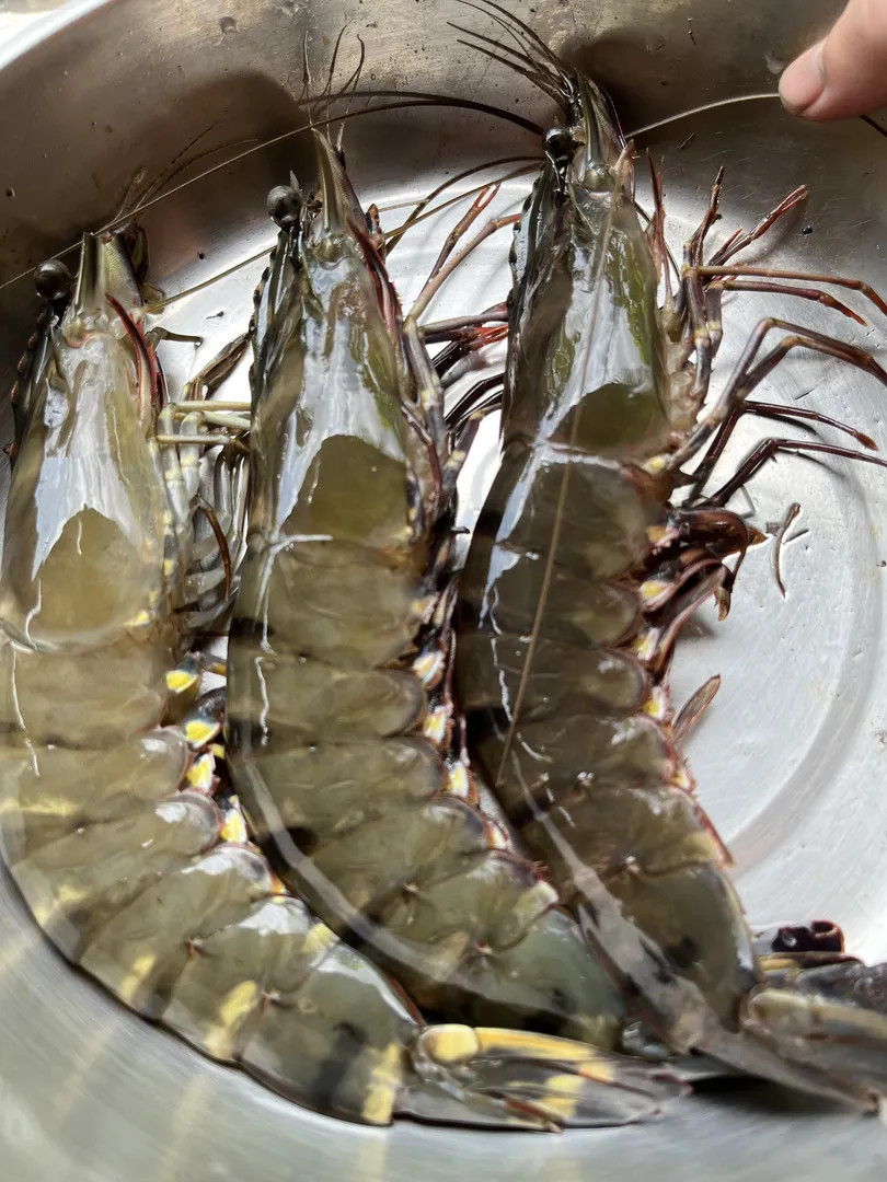 Tôm Sú Thiên Nhiên (Size Lớn) - 2