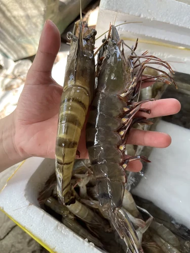 Tôm Sú Thiên Nhiên (Size Lớn)